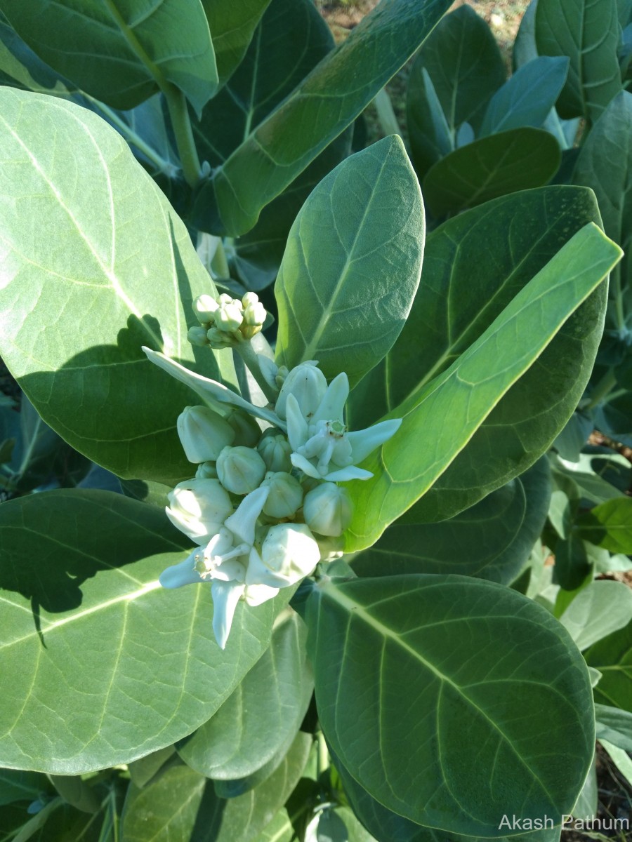 Calotropis gigantea (L.) W.T.Aiton