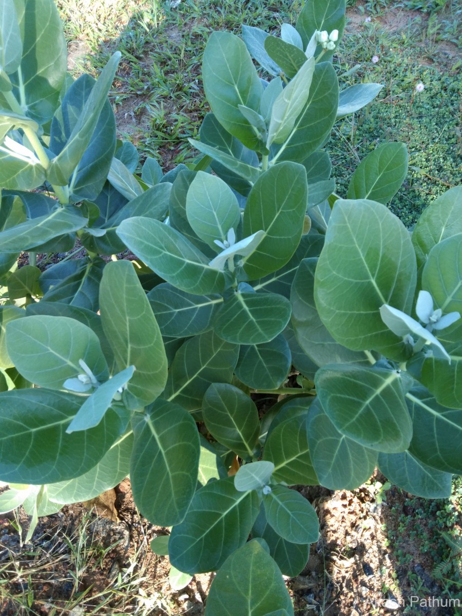 Calotropis gigantea (L.) W.T.Aiton