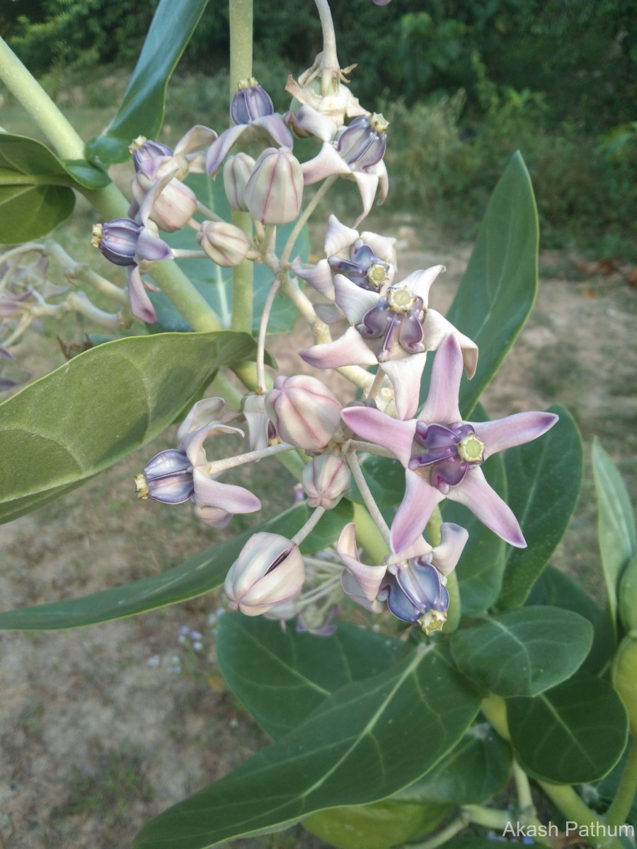 Calotropis gigantea (L.) W.T.Aiton