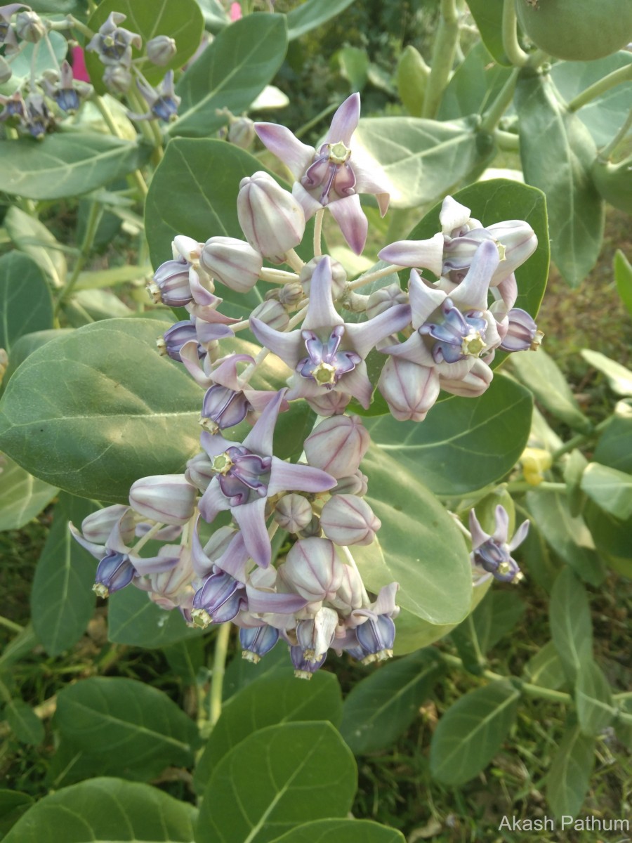 Calotropis gigantea (L.) W.T.Aiton