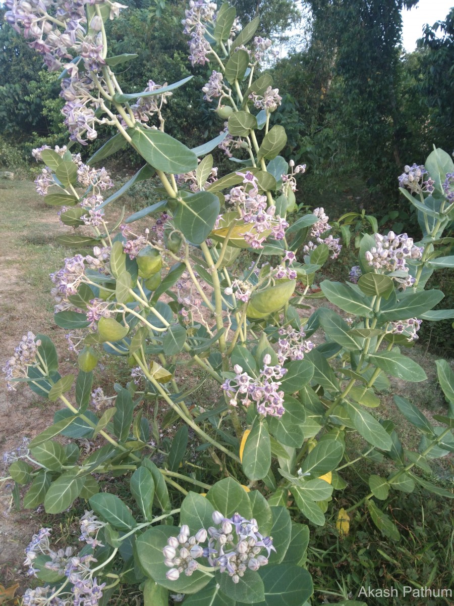 Calotropis gigantea (L.) W.T.Aiton