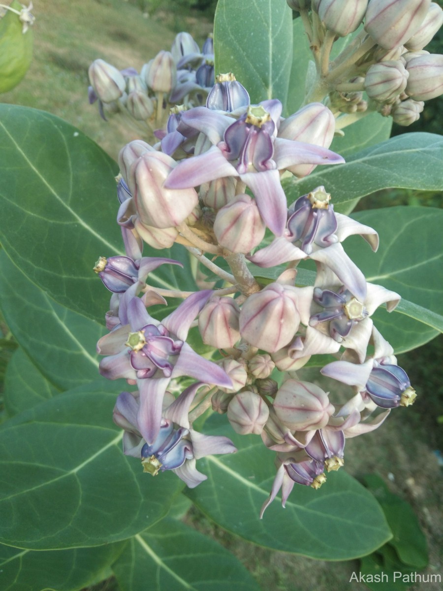 Calotropis gigantea (L.) W.T.Aiton