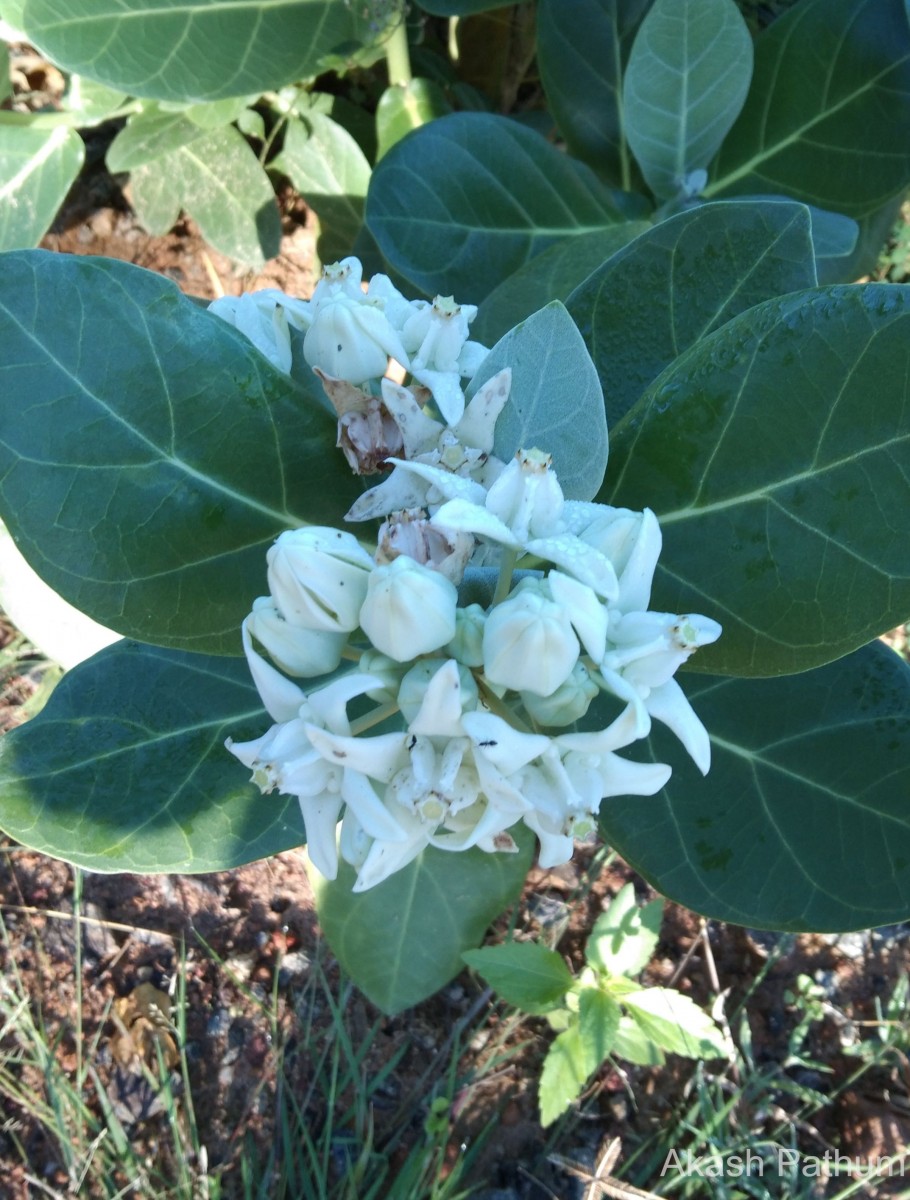 Calotropis gigantea (L.) W.T.Aiton