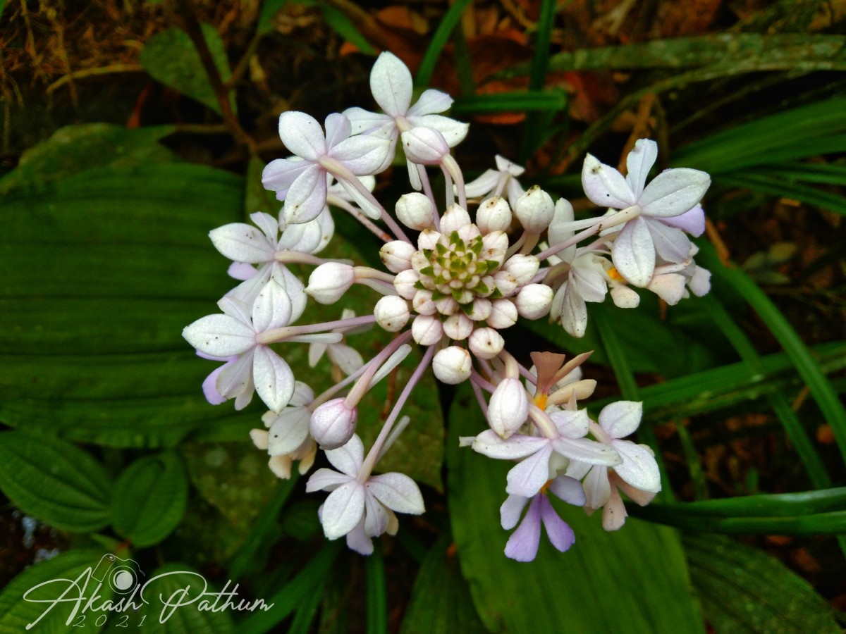 Calanthe triplicata (Willemet) Ames