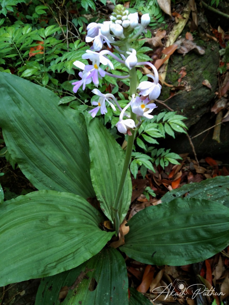 Calanthe triplicata (Willemet) Ames