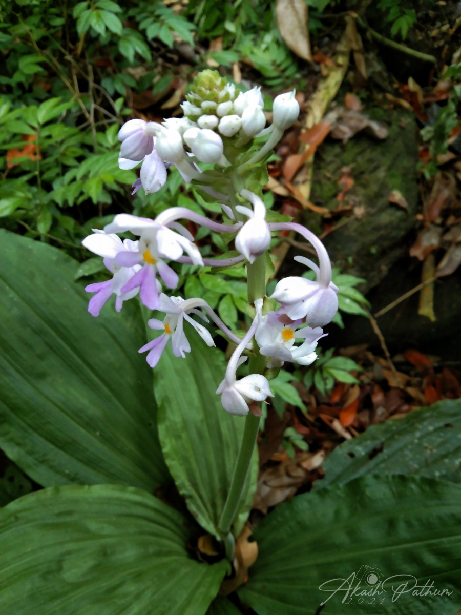 Calanthe triplicata (Willemet) Ames