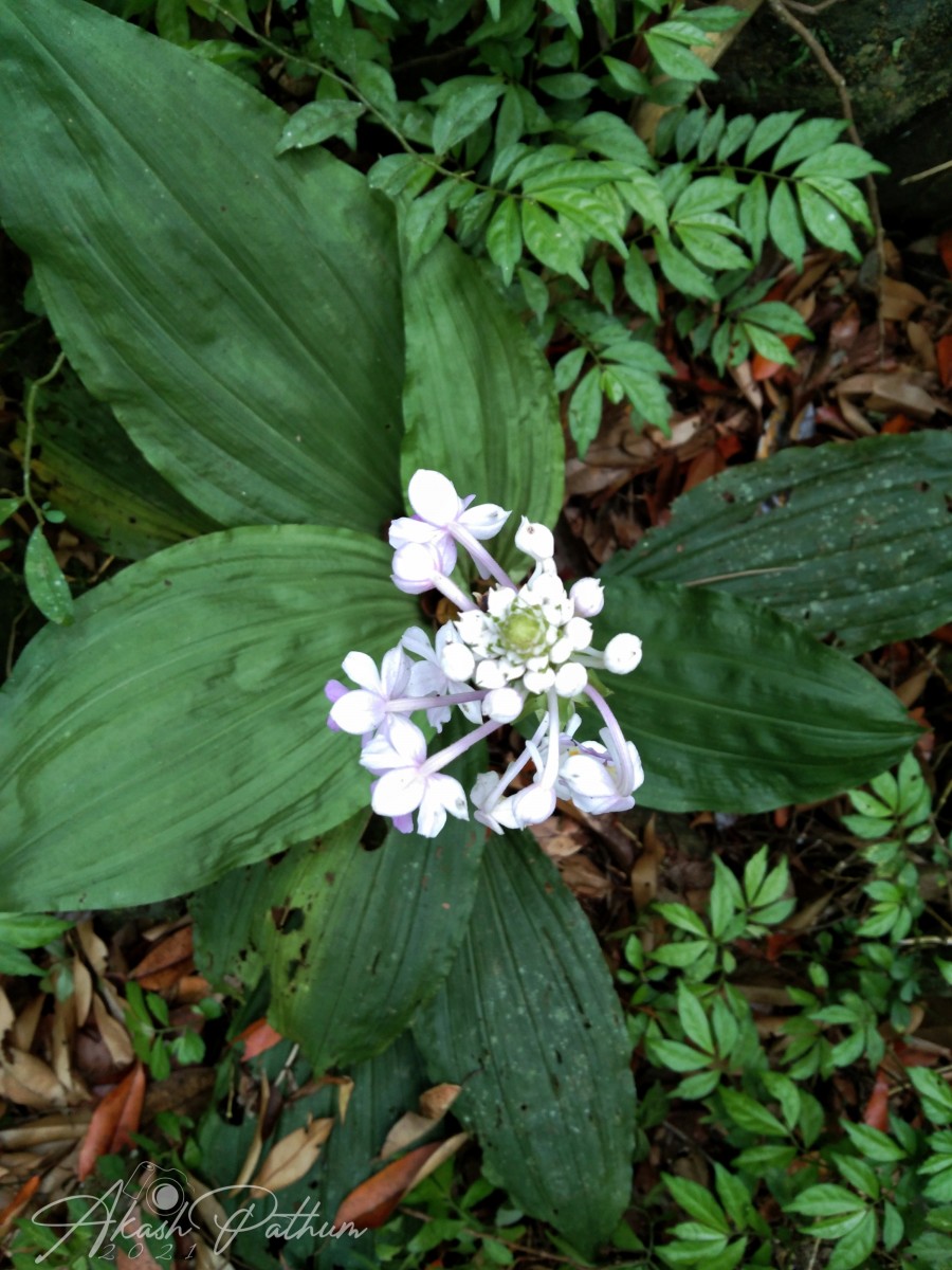 Calanthe triplicata (Willemet) Ames