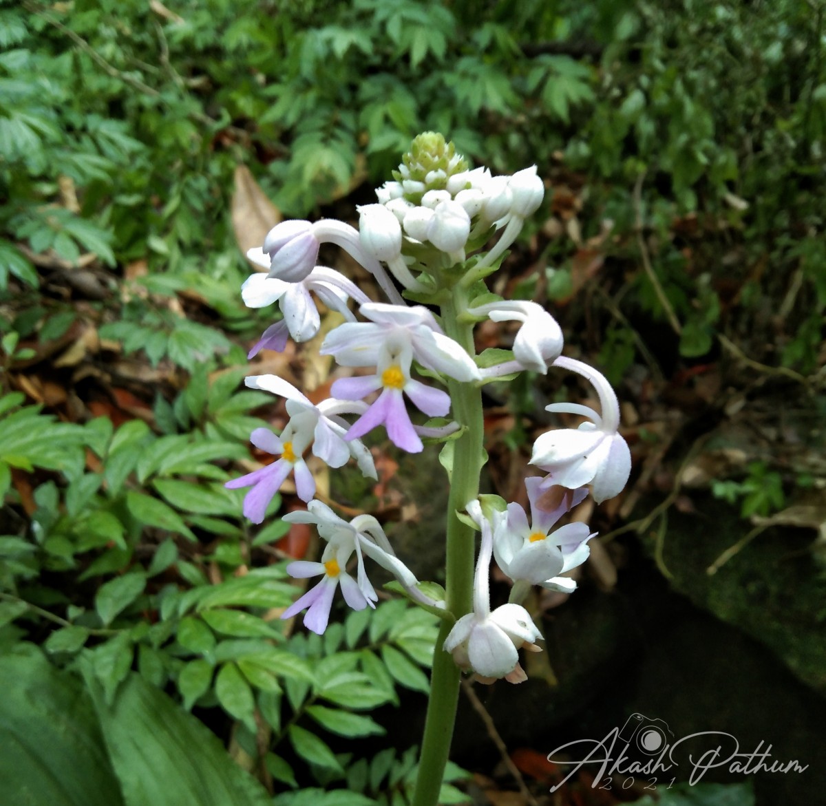 Calanthe triplicata (Willemet) Ames