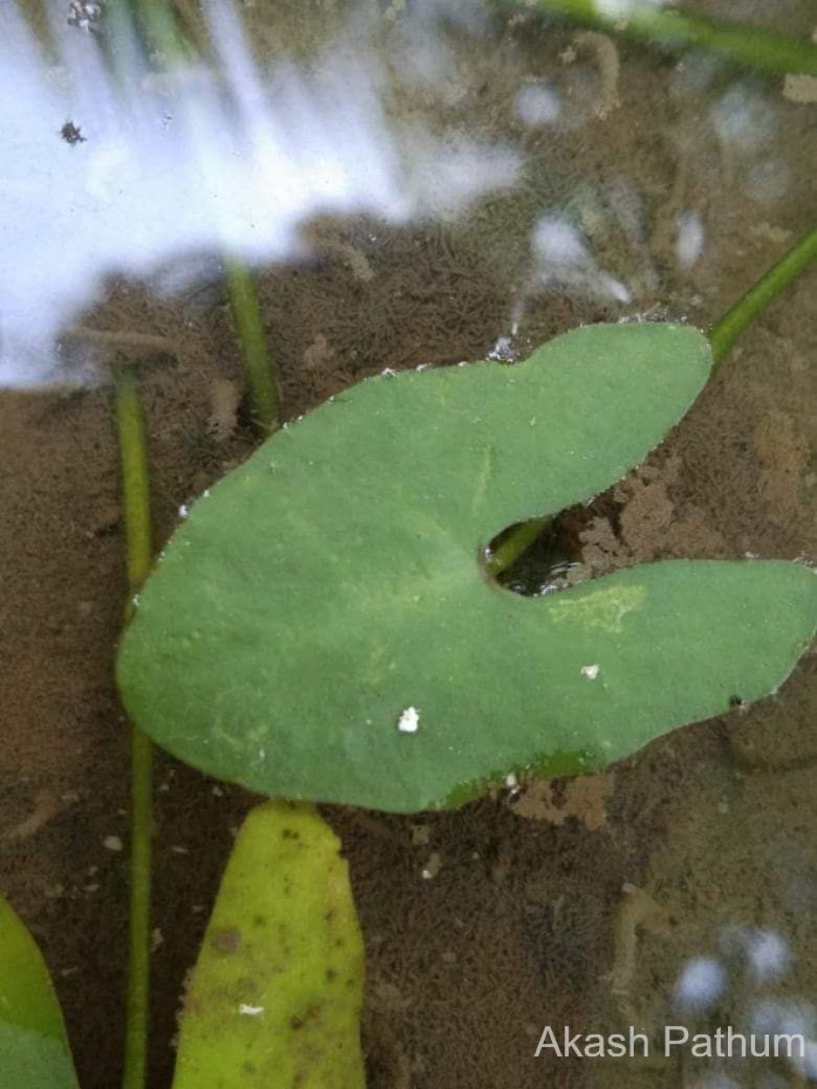 Nymphoides aurantiaca (Dalzell) Kuntze