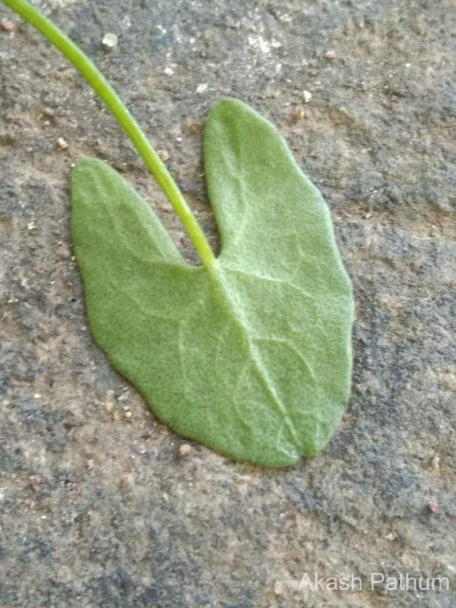 Nymphoides aurantiaca (Dalzell) Kuntze