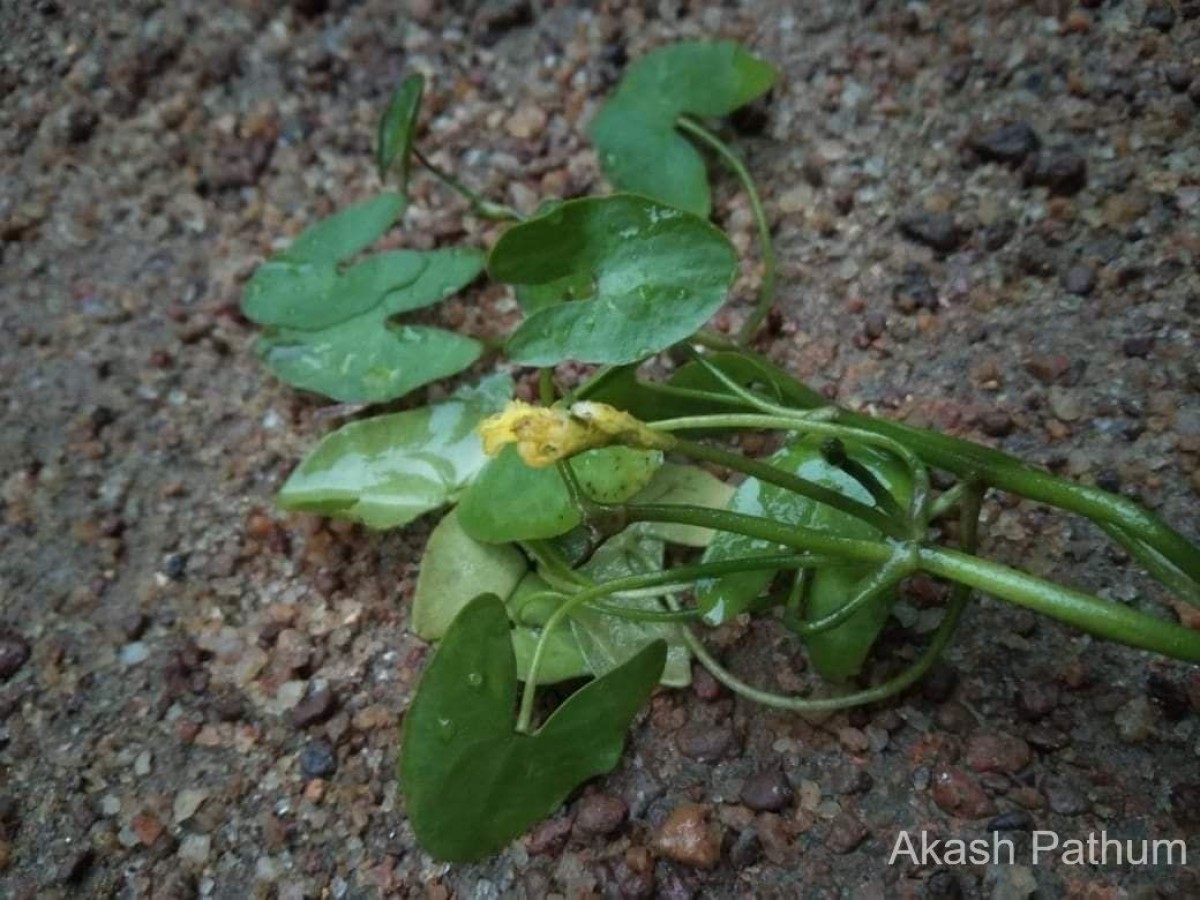 Nymphoides aurantiaca (Dalzell) Kuntze