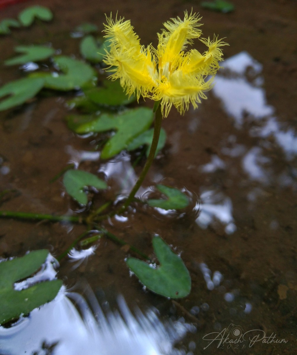 Nymphoides aurantiaca (Dalzell) Kuntze