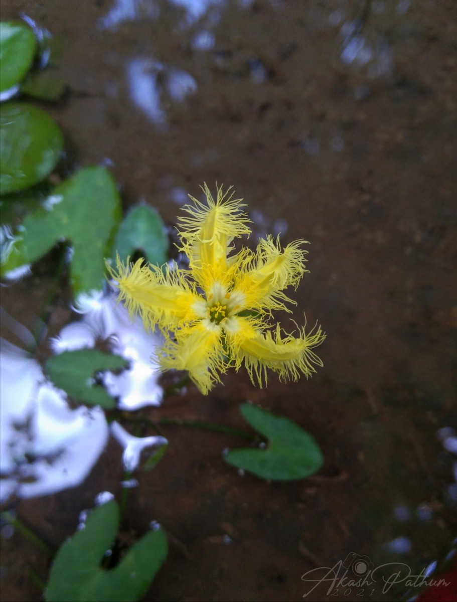 Nymphoides aurantiaca (Dalzell) Kuntze