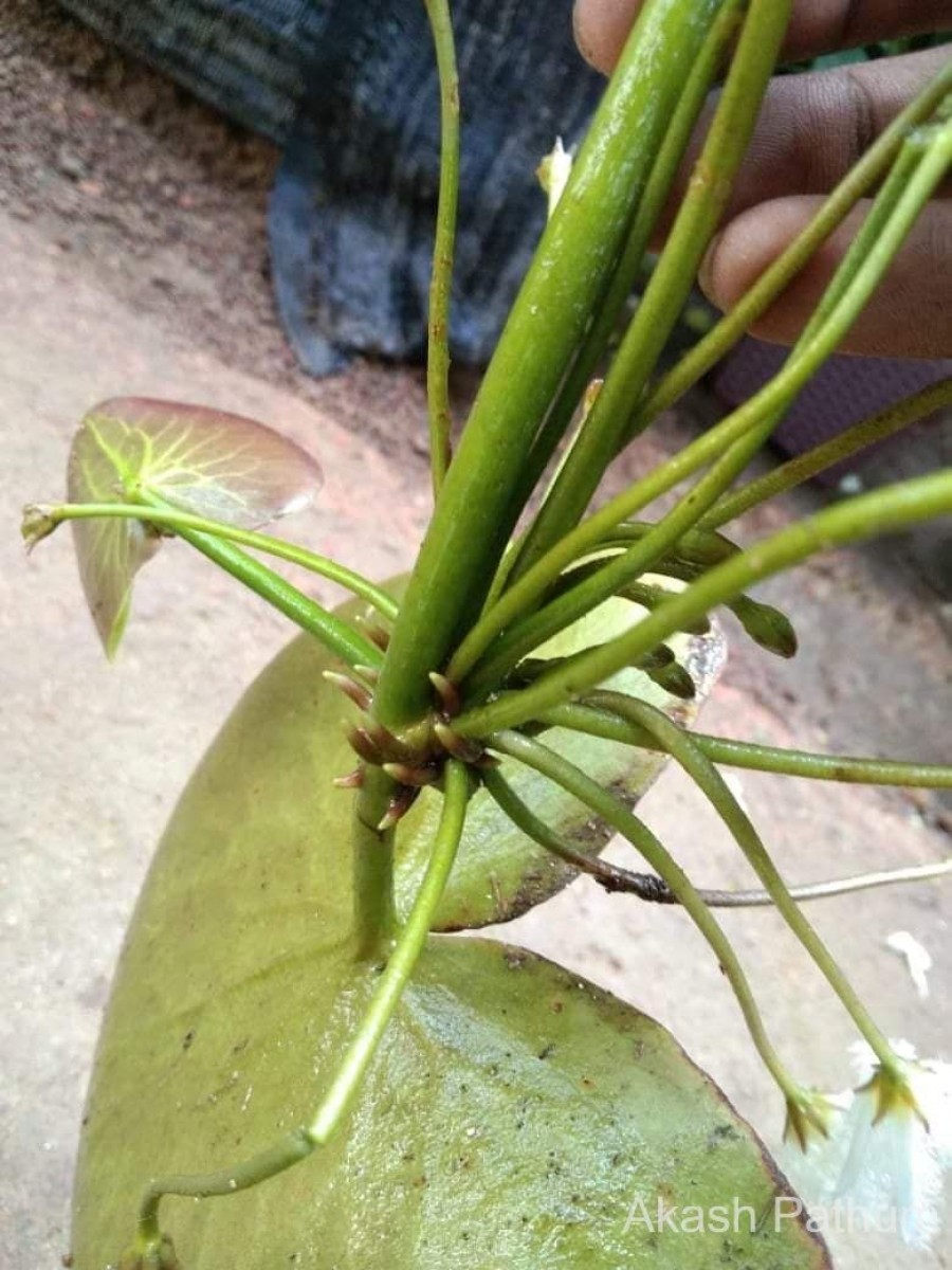 Nymphoides indica (L.) Kuntze