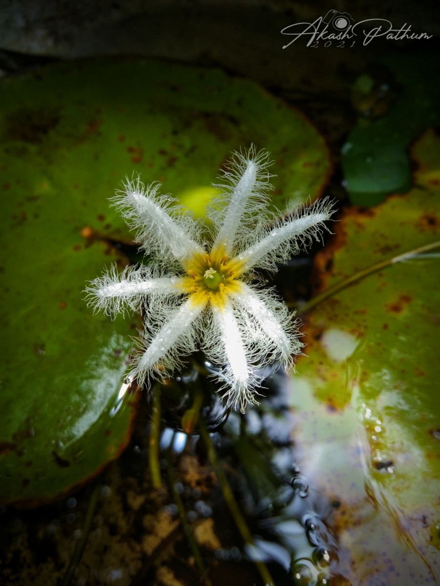 Nymphoides indica (L.) Kuntze