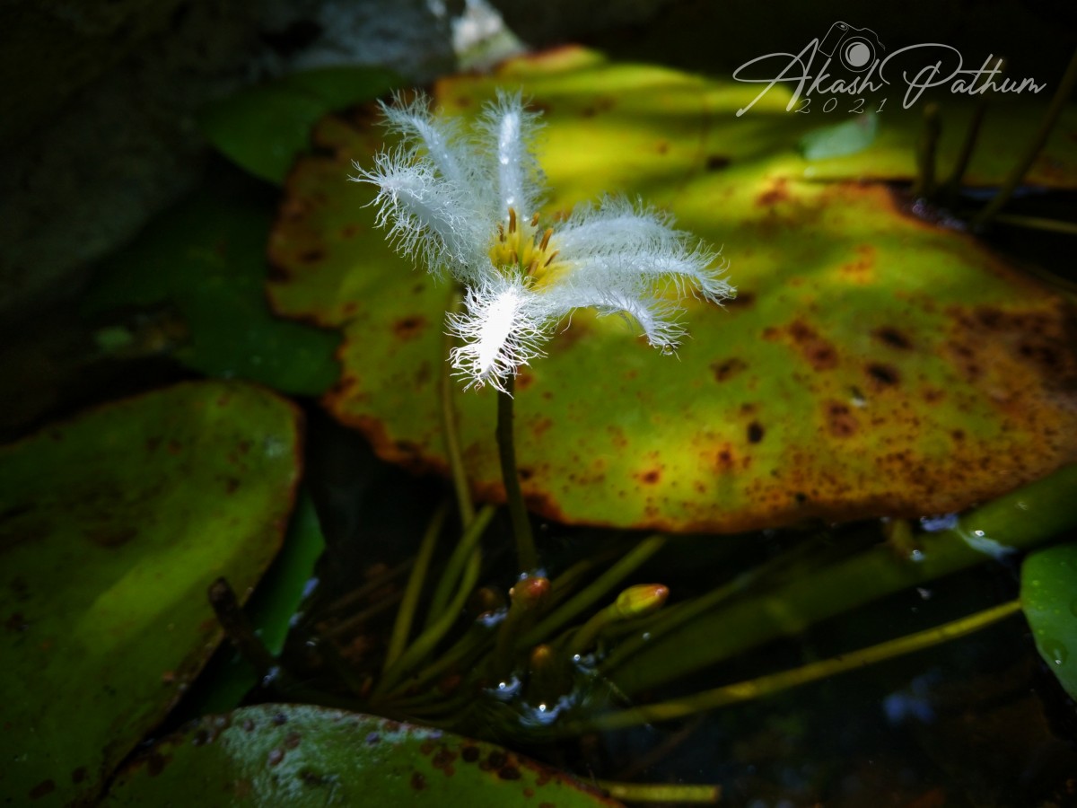 Nymphoides indica (L.) Kuntze