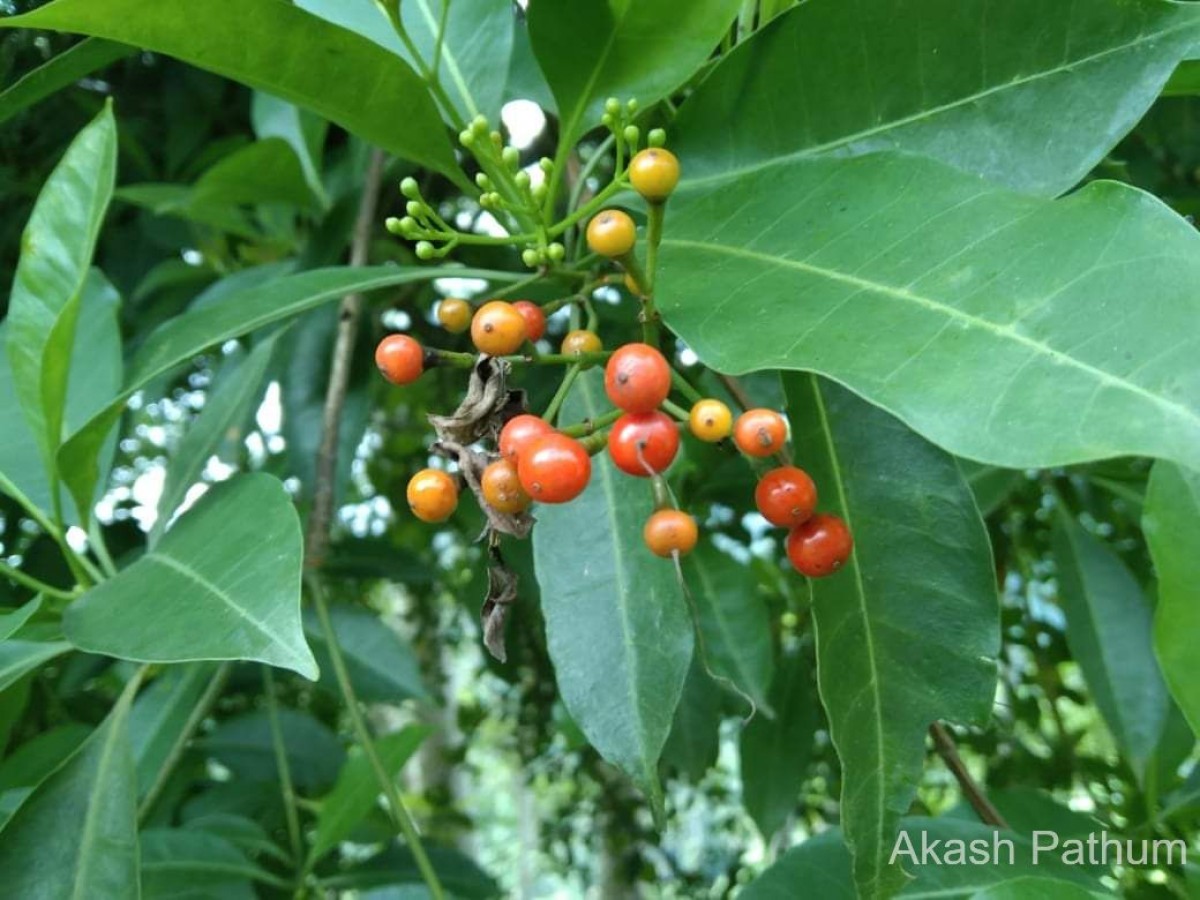 Cyrtophyllum fragrans (Roxb.) DC.