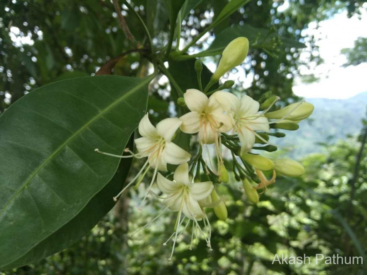 Cyrtophyllum fragrans (Roxb.) DC.