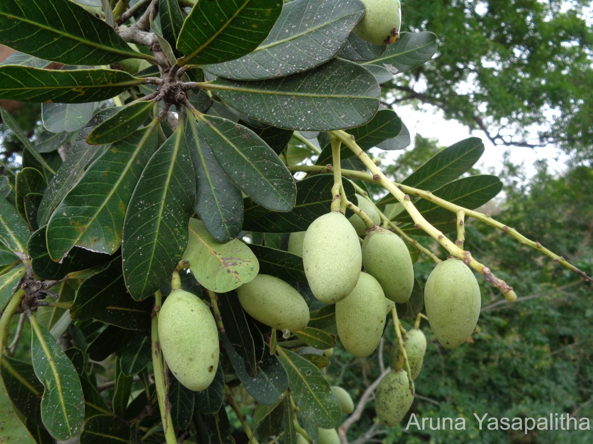 Mangifera zeylanica (Blume) Hook.f.