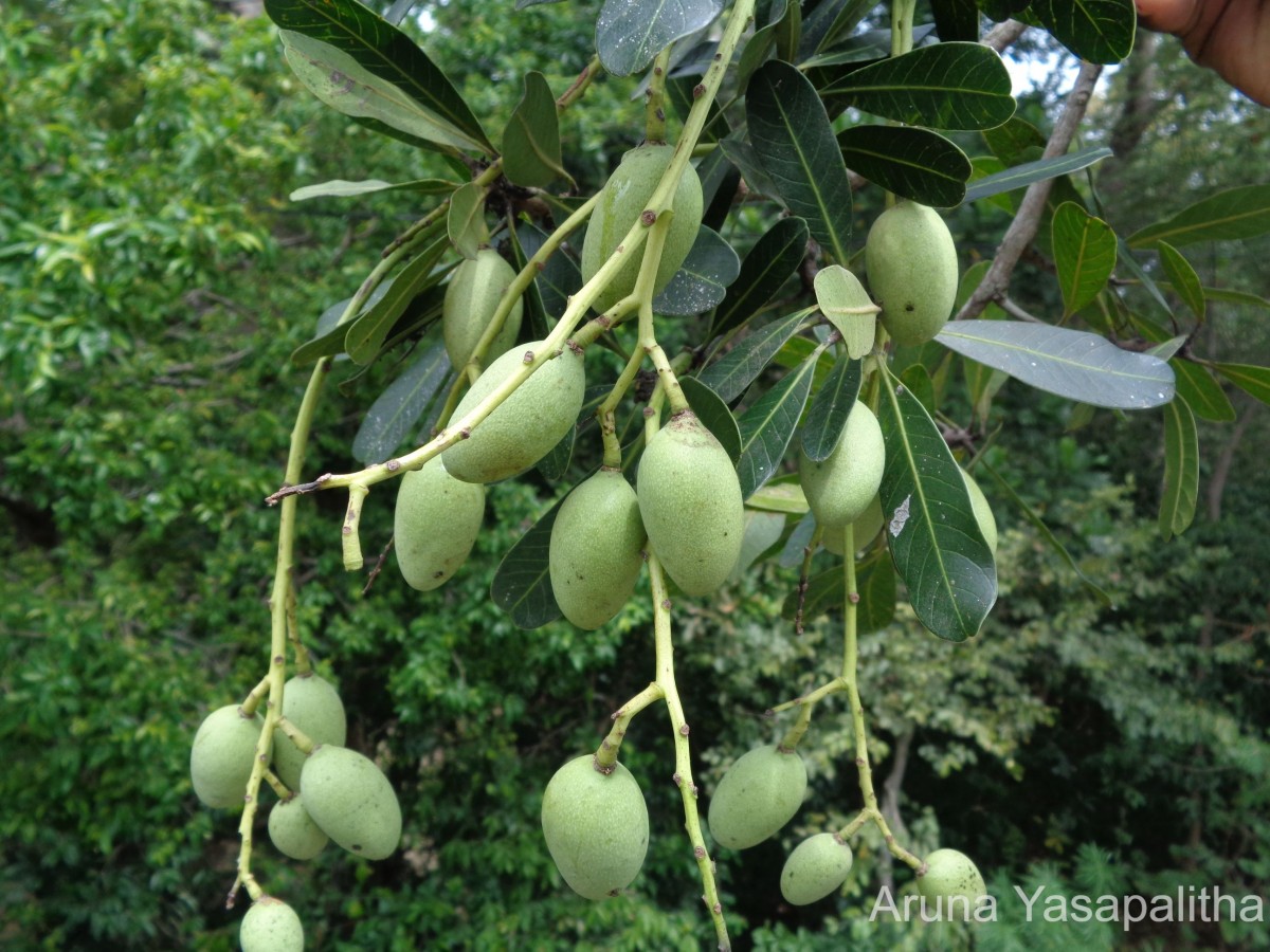 Mangifera zeylanica (Blume) Hook.f.