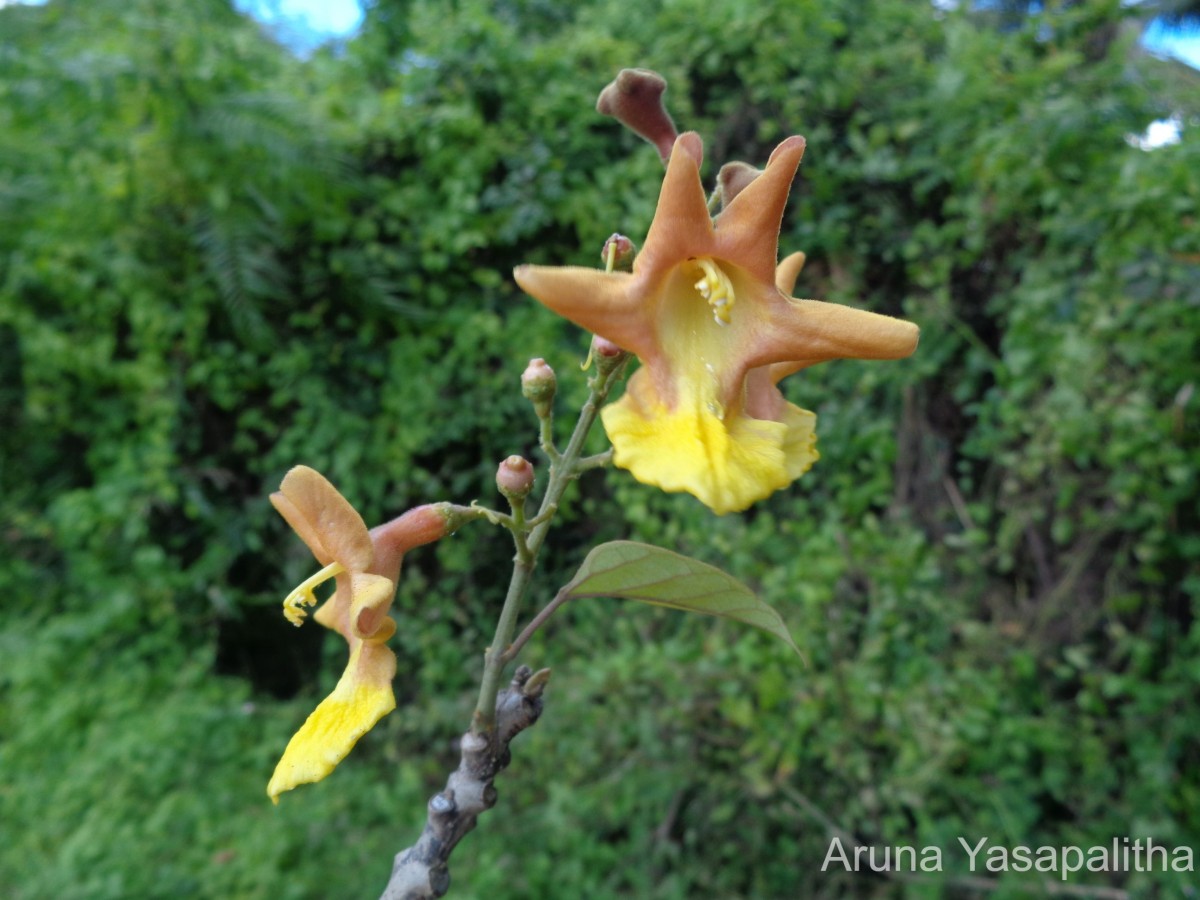 Gmelina arborea Roxb. ex Sm.