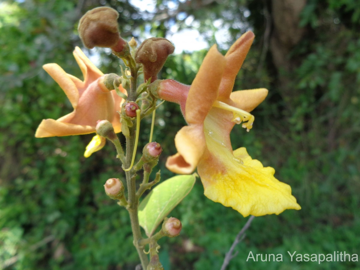 Gmelina arborea Roxb. ex Sm.