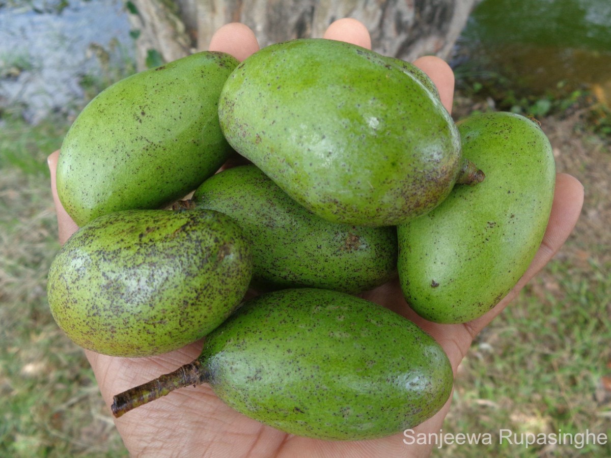 Mangifera indica L.