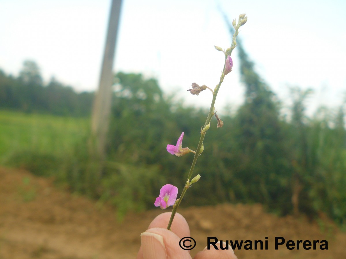 Tephrosia purpurea (L.) Pers.