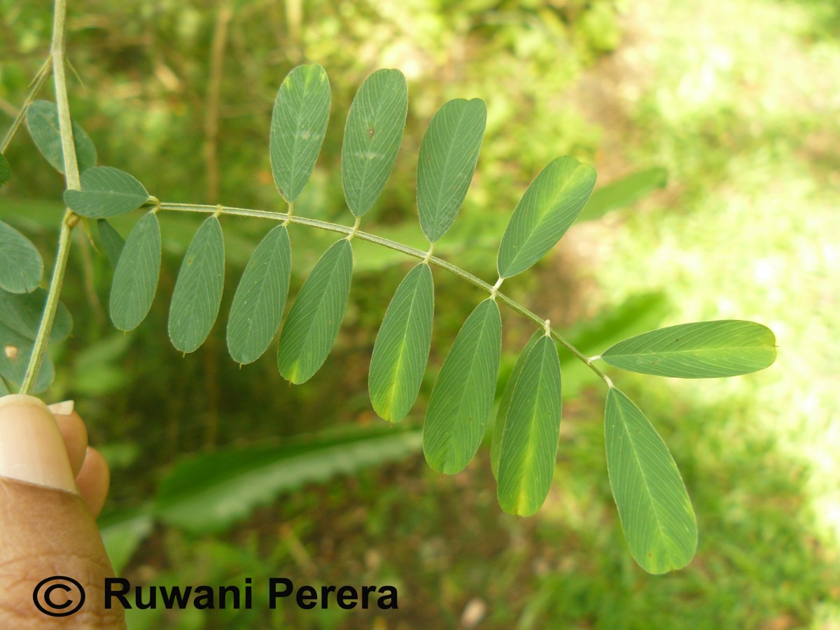 Tephrosia purpurea (L.) Pers.