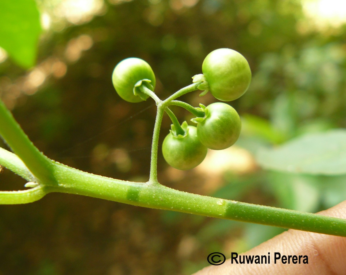 Solanum americanum Mill.