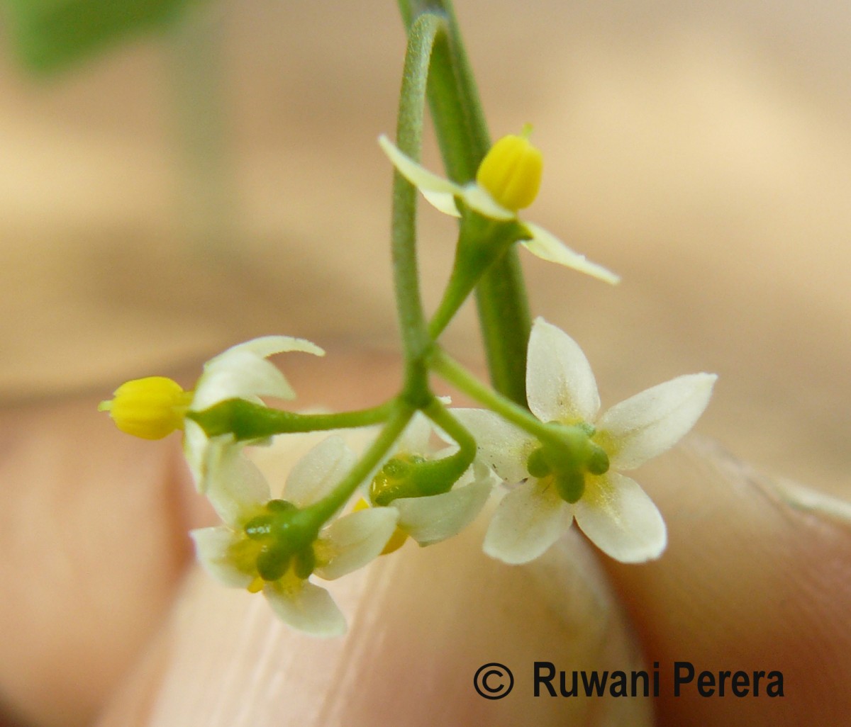 Solanum americanum Mill.