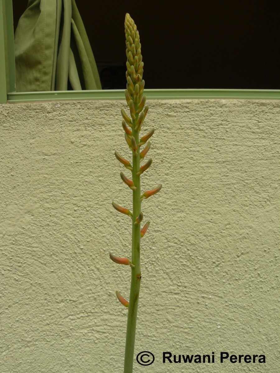 Aloe vera (L.) Burm.f.