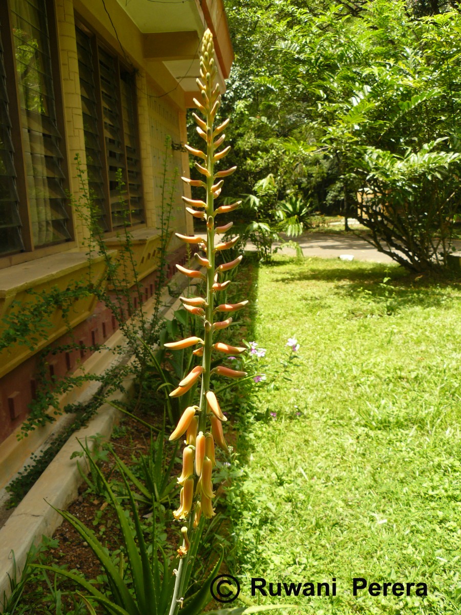 Aloe vera (L.) Burm.f.