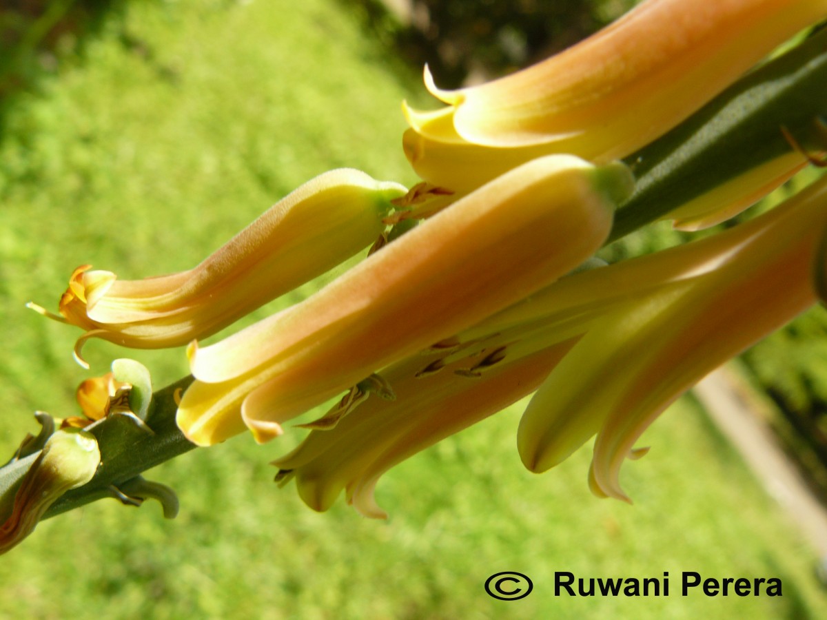 Aloe vera (L.) Burm.f.