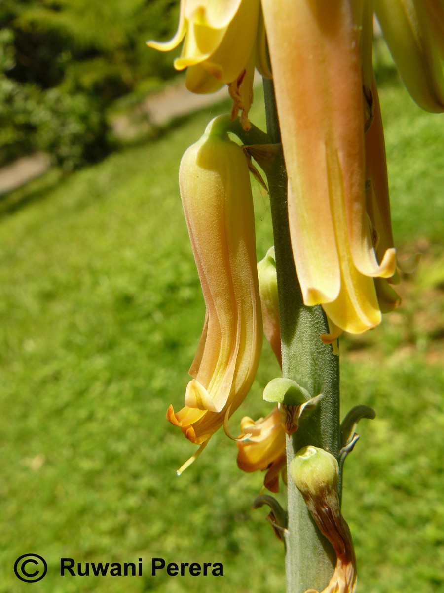 Aloe vera (L.) Burm.f.