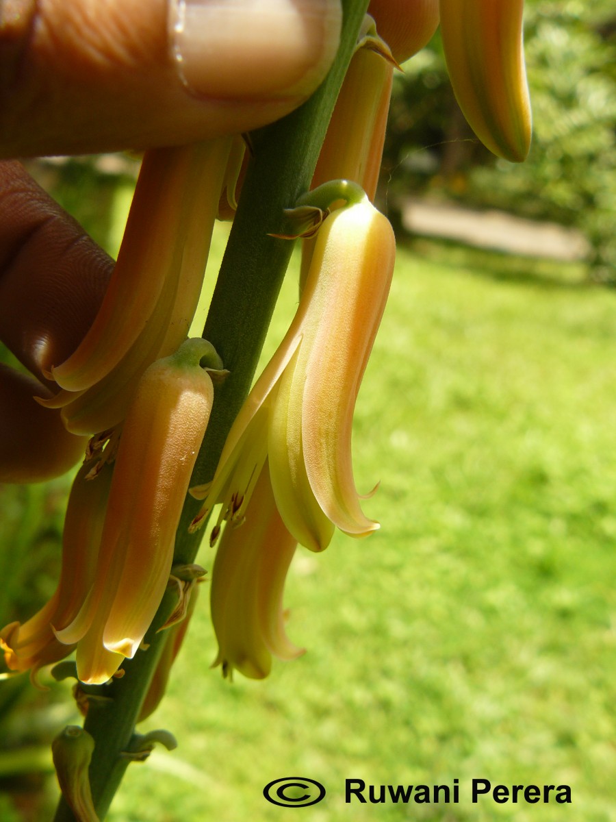 Aloe vera (L.) Burm.f.