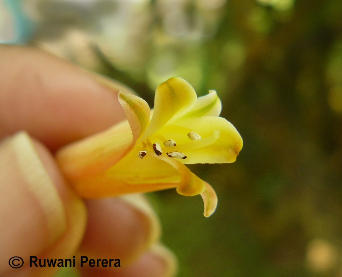 Aloe vera (L.) Burm.f.