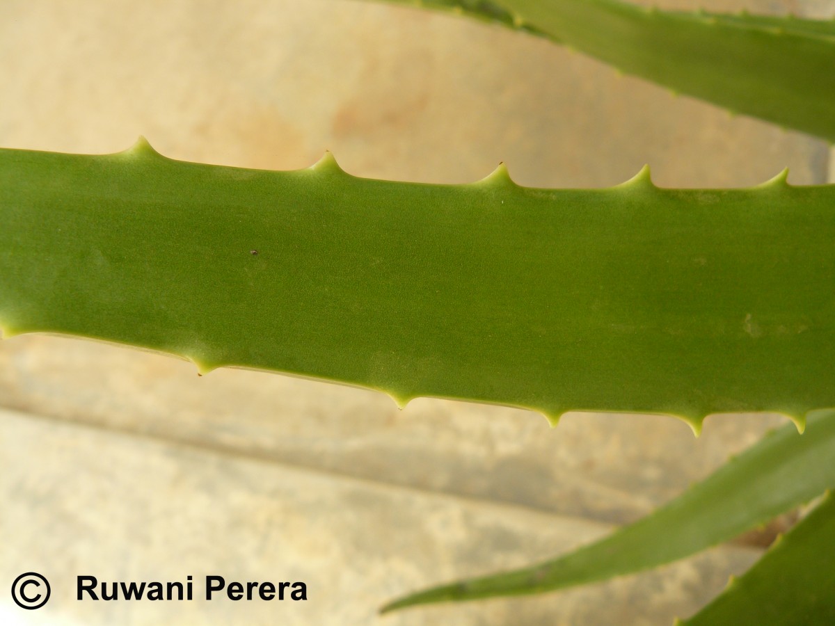 Aloe vera (L.) Burm.f.