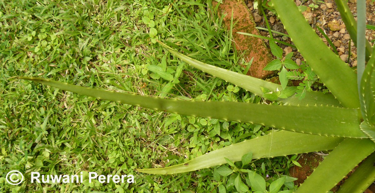 Aloe vera (L.) Burm.f.