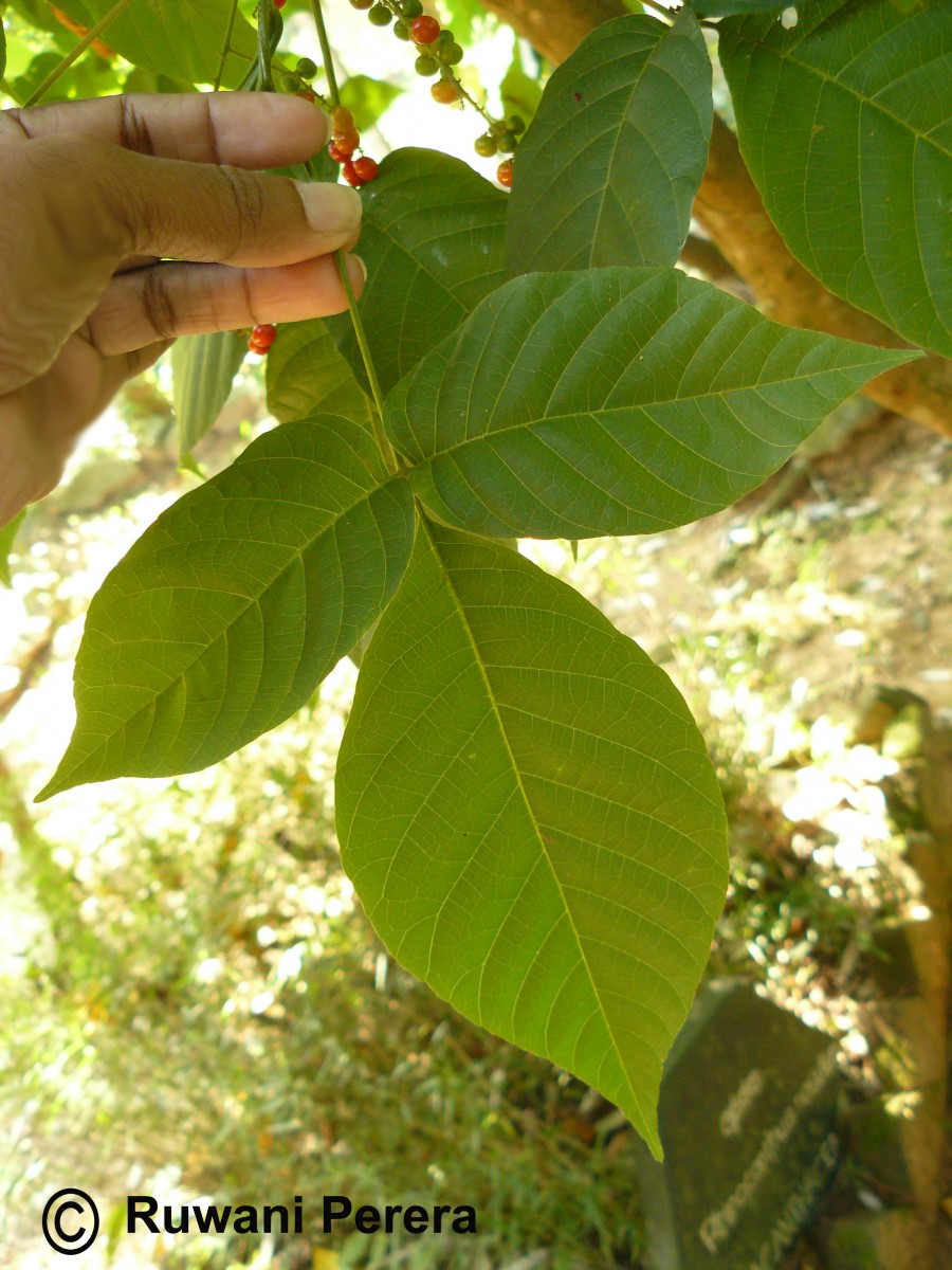 Allophylus cobbe (L.) Forsyth f.