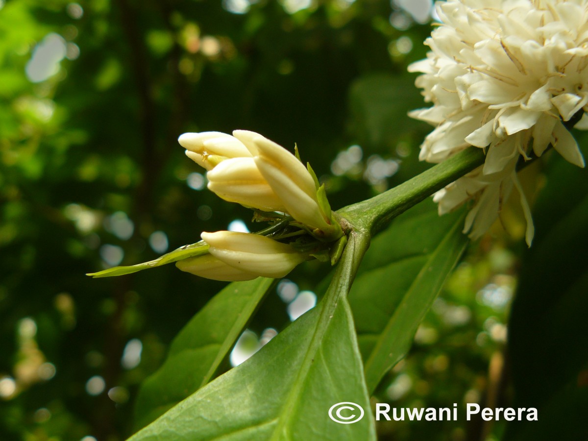 Coffea arabica L.