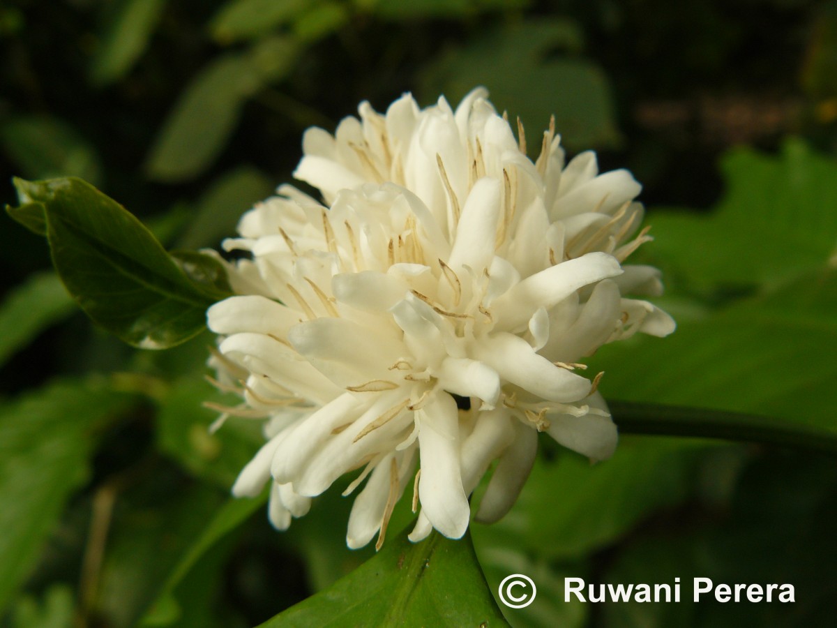 Coffea arabica L.