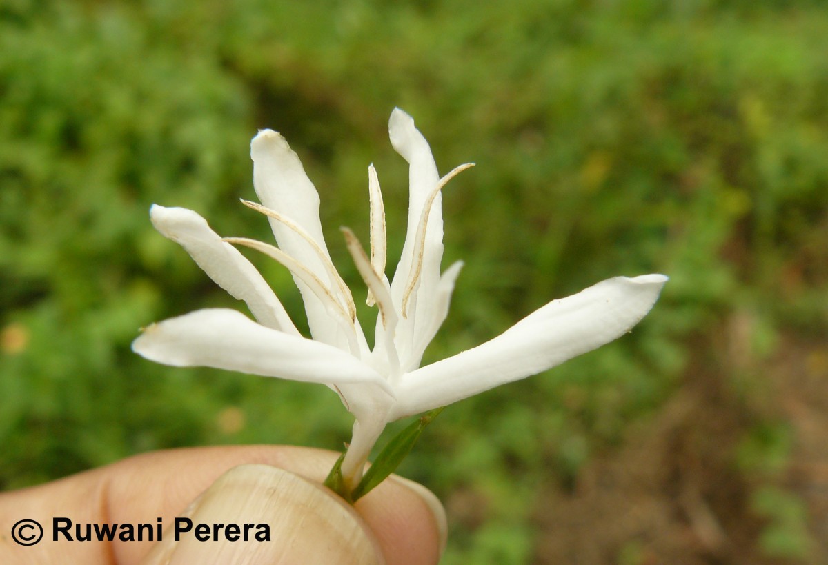 Coffea arabica L.