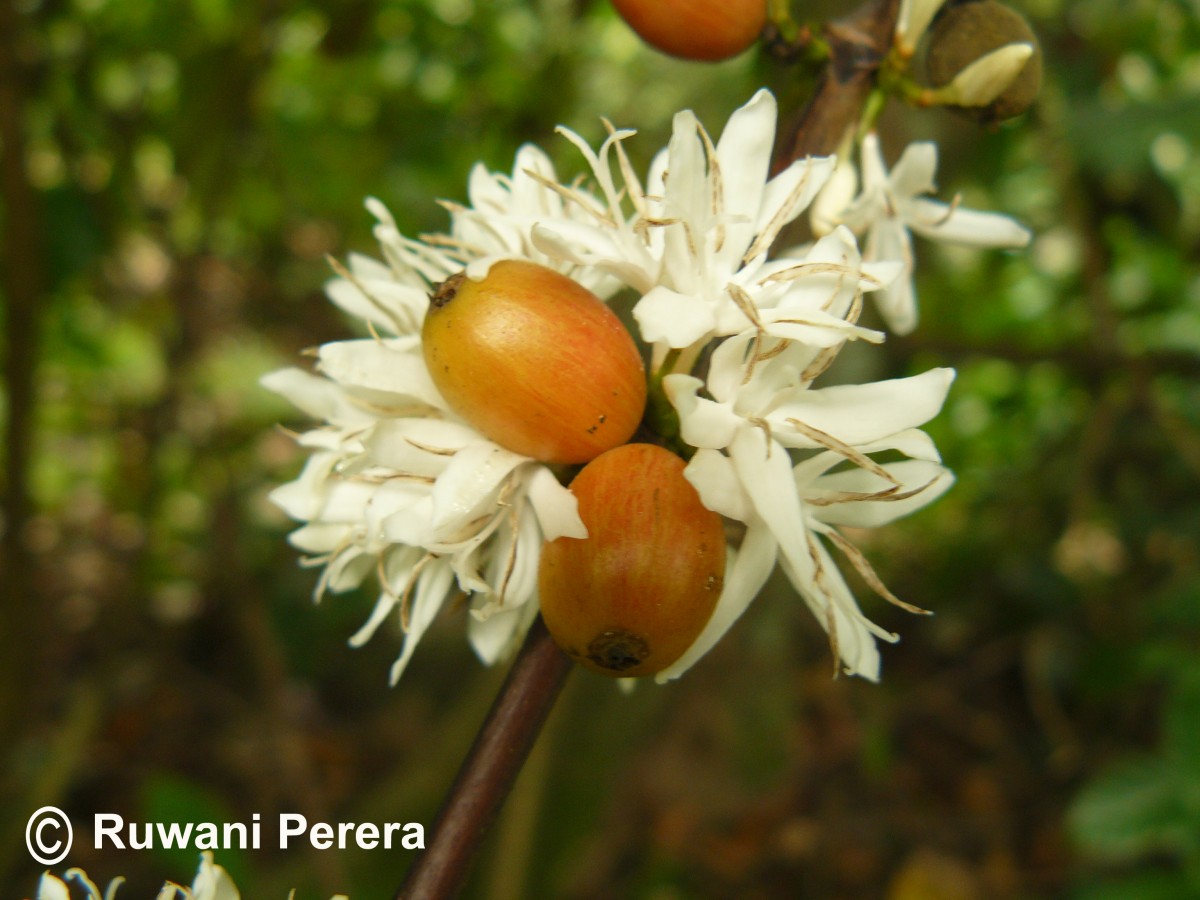 Coffea arabica L.