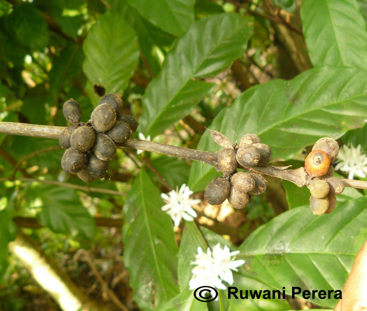 Coffea arabica L.