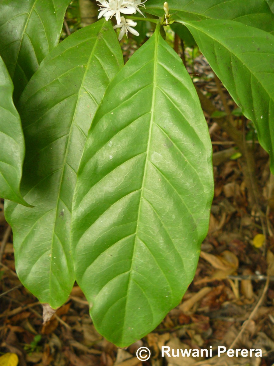 Coffea arabica L.