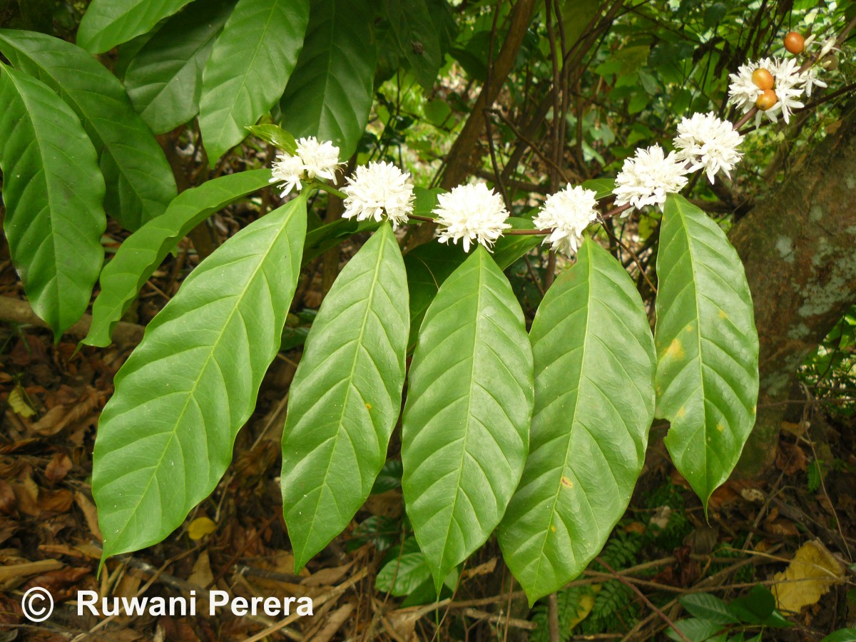 Coffea arabica L.