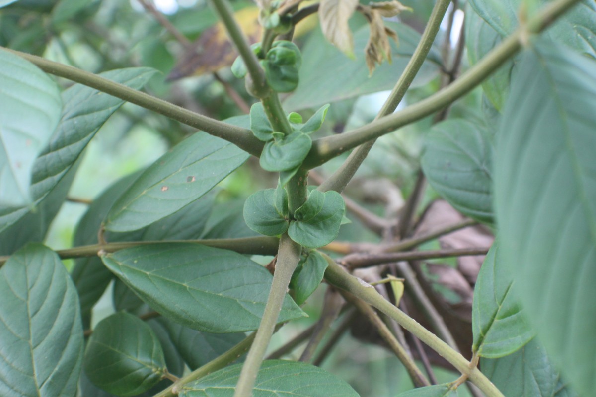 Spathodea campanulata P.Beauv.