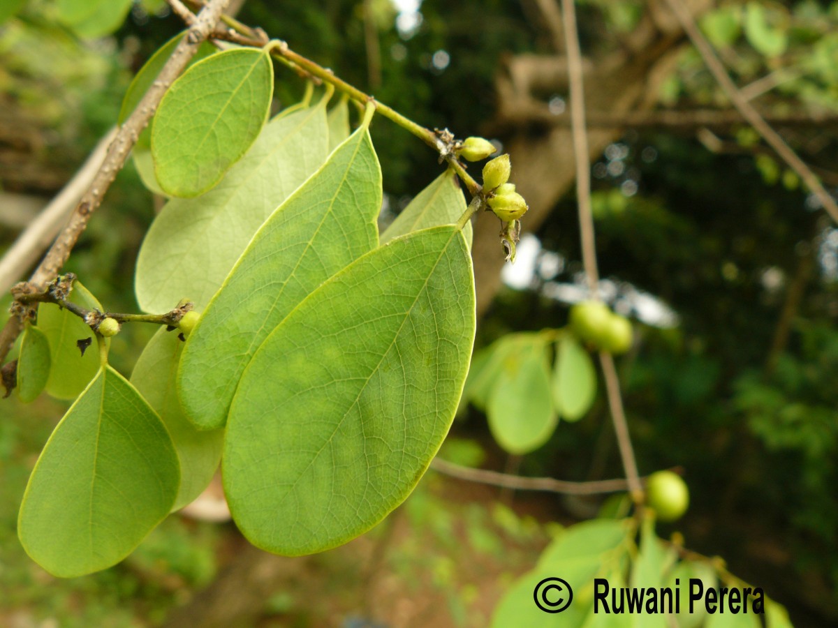 Cleistanthus collinus (Roxb.) Benth. ex Hook.f.