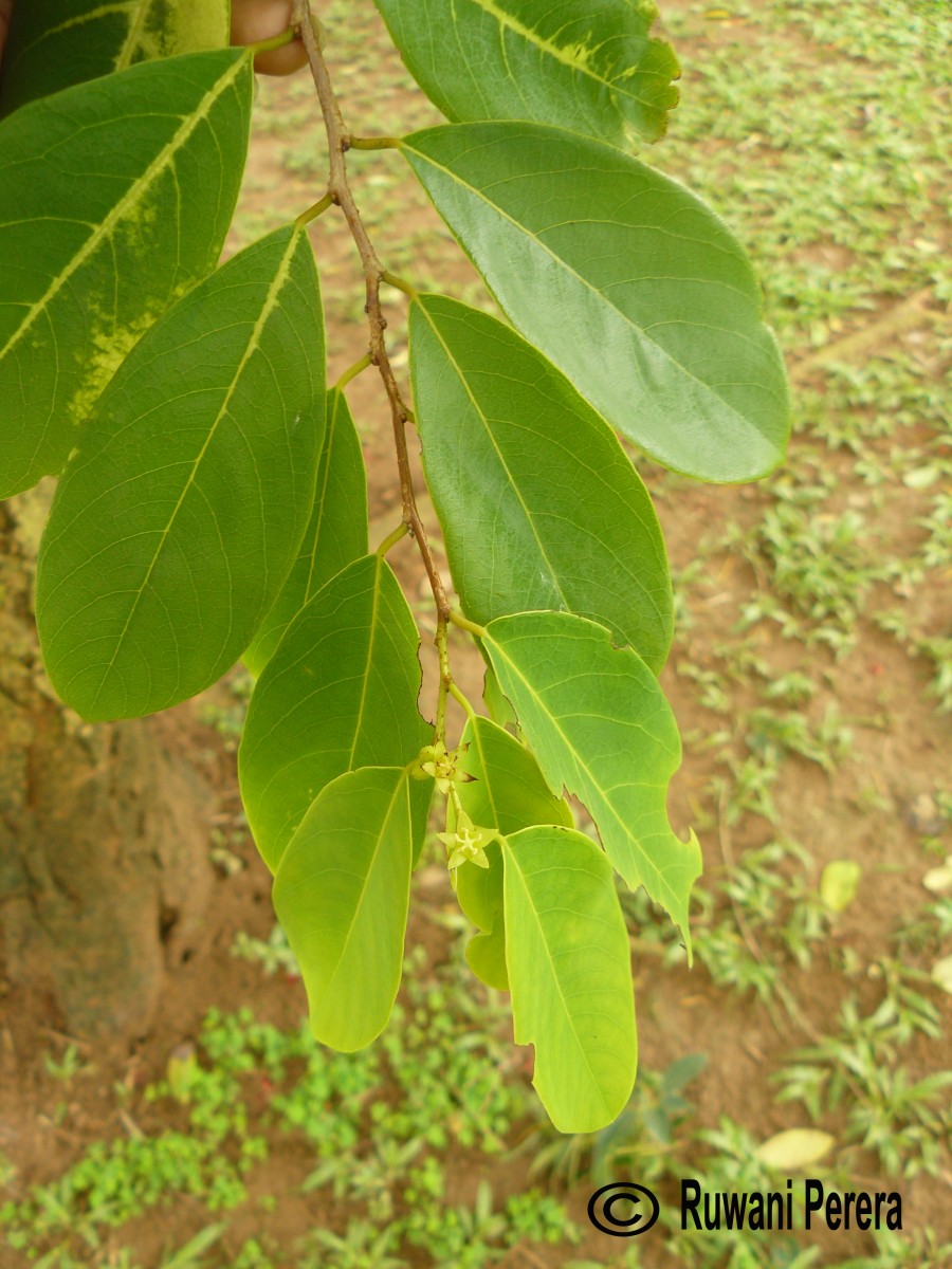 Cleistanthus collinus (Roxb.) Benth. ex Hook.f.